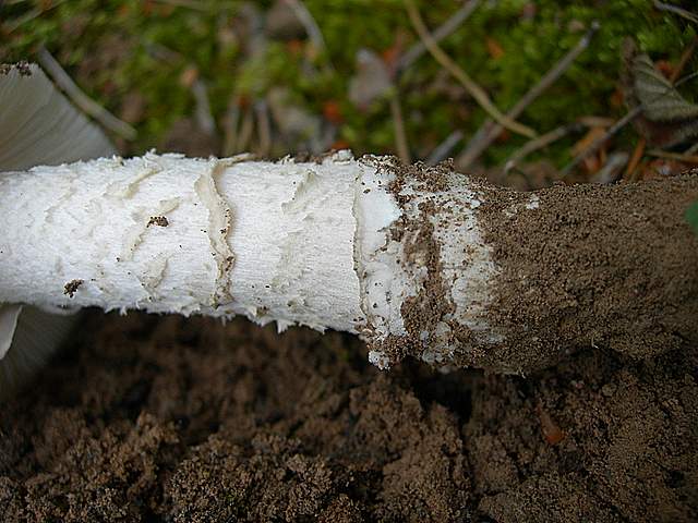 Amanita spec. Cod.: 8509-08
